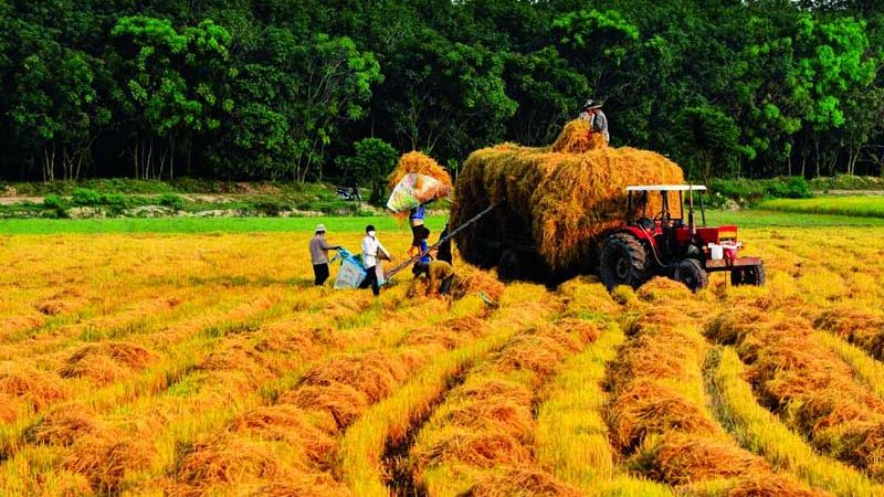6 tiết khí của mùa hạ là gì? Ý nghĩa và ứng dụng tiết khí mùa hạ 6 tiết khí của mùa hạ là gì? Ý nghĩa và ứng dụng tiết khí mùa hạ